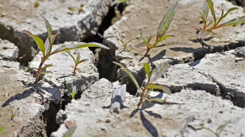 Service Erosion Control